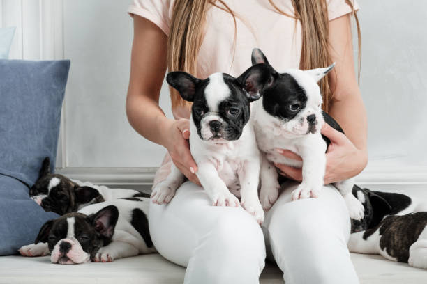 Young beautiful girl hugging a many puppies of a French bulldog A beautiful young girl sits on the windowsill of a white window and holds a lot of small puppy of a French bulldog dog. french bulldog puppies stock pictures, royalty-free photos & images