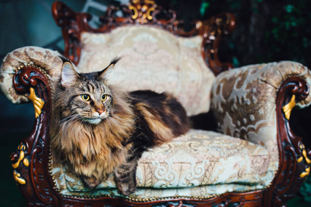 istock Maine Coon cat on antique chair 1031592324