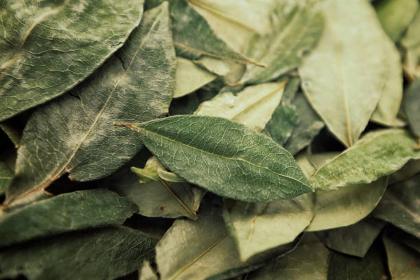 sorting dried coca leafs in a small woven basket - sierra imagens e fotografias de stock