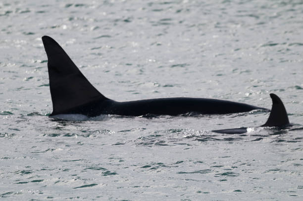 istock Orca, patagonia, Argentina 1031593600