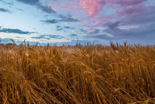 istock A field of barley after a summer thunderstorm. 1031596030