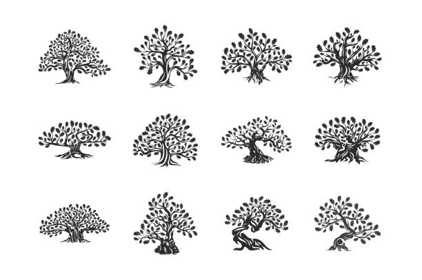 illustrazioni stock, clip art, cartoni animati e icone di tendenza di logo silhouette pianta quercia enorme e sacra isolato su sfondo bianco. - acorn oak oak tree leaf