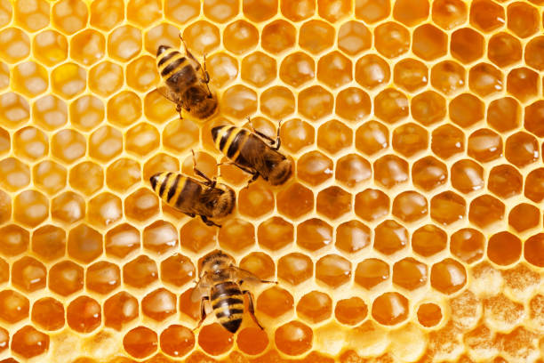 trabajando en un panal de abejas. - panal de miel fotos fotografías e imágenes de stock