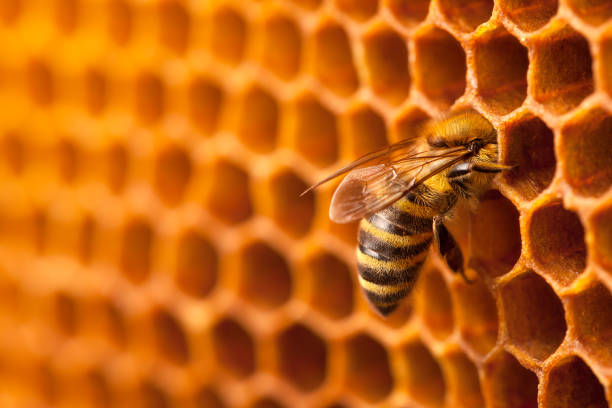 abeille travaille sur un nid d’abeilles. - ruche photos et images de collection