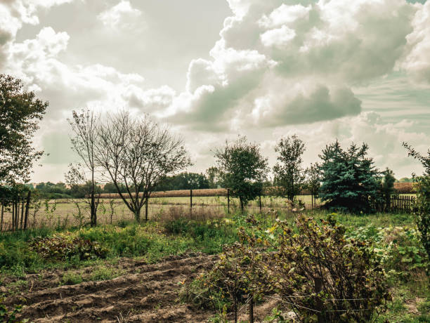 istock garden a lot of green and clouds 1031600630