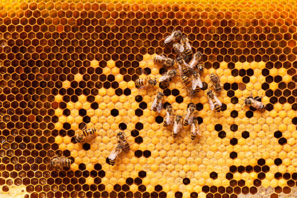 abeilles travaillent sur un nid d’abeilles. - ruche photos et images de collection