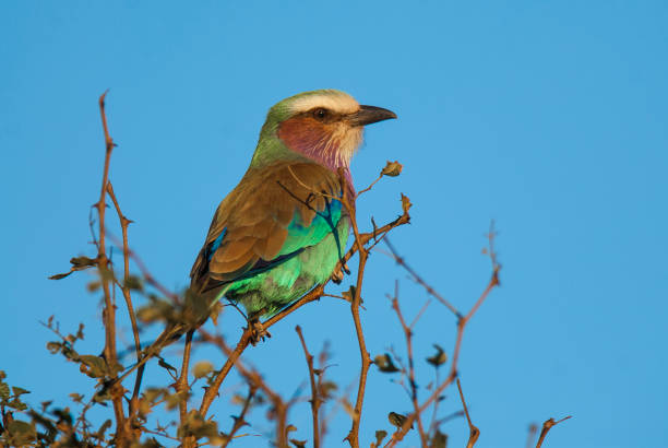 istock Coracias caudatus 1031607354