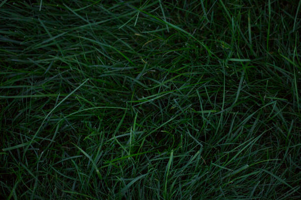 istock Emerald green dark rich long lawn 1031613594
