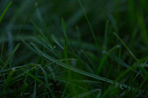 istock Emerald green dark rich long lawn 1031613600