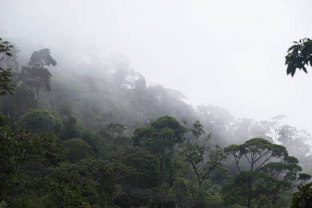 istock misty jungle forest near Rio at Brazi 1031613692