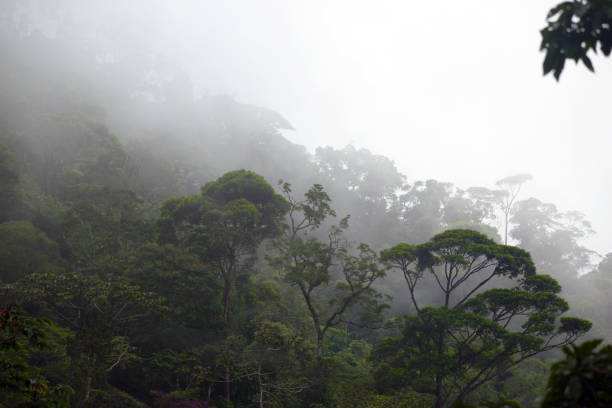 istock misty jungle forest near Rio at Brazi 1031613694