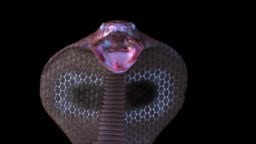 3d Animation Of A Snake Stock Video - Download Video Clip Now - Snake,  Black Background, Cartoon - iStock
