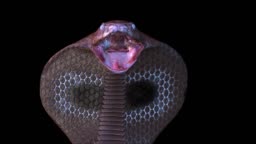 3d Animation Of A Snake Stock Video - Download Video Clip Now - Snake, Black Background, Cartoon - iStock 3d Animation Of A Snake Stock Video - Download Video Clip Now - Snake, Black Background, Cartoon - iStock
