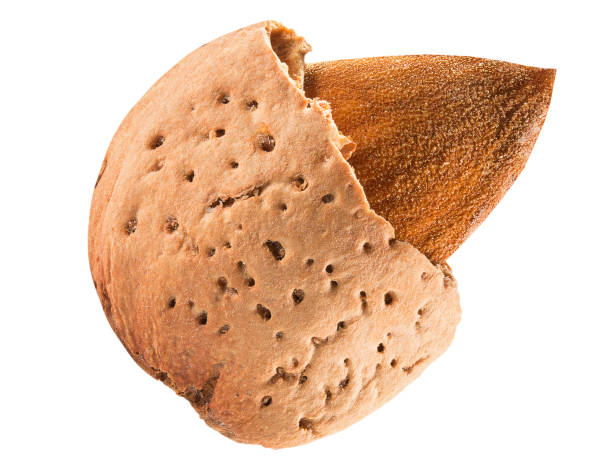 istock almond in shell isolated on a white background 1031616272