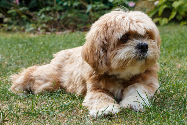 istock Lhasa Apso dog in a garden 1031620076