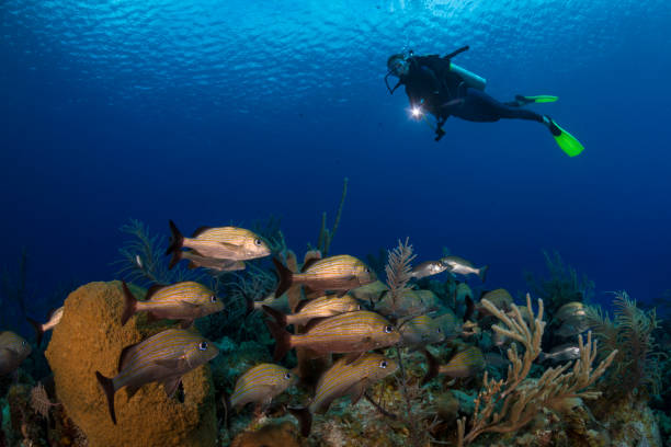istock Caribbean coral reef and diver 1031620430