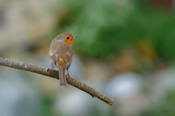 istock An European robin on its favourite perch 1031620748