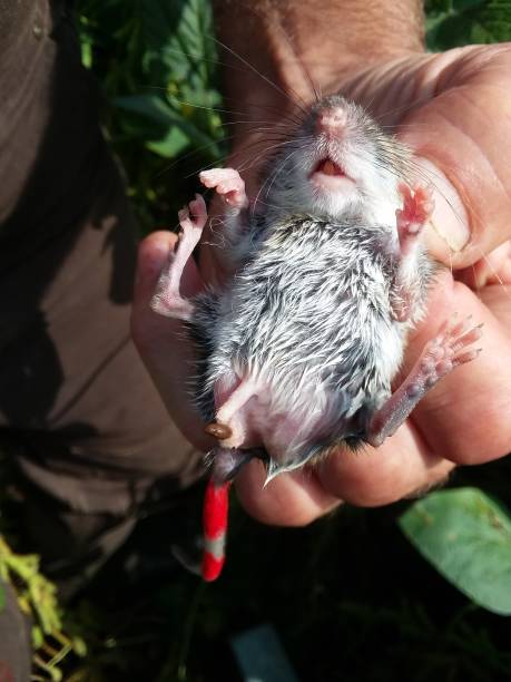 istock Deer mouse (peromyscus) laying in a man's hand, pooping (was not hurt, was then released). White / gray belly, fur slightly wet, tail marked in red. 1031629170