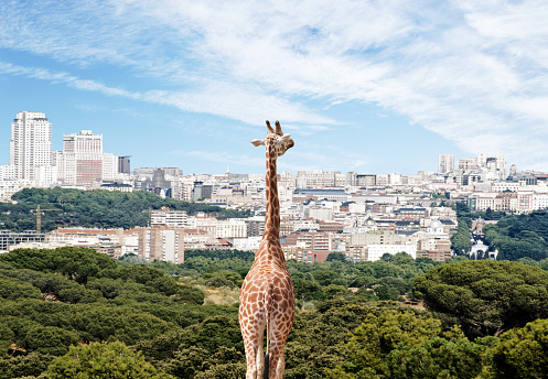 A giraffe looking at a city skyline behind trees