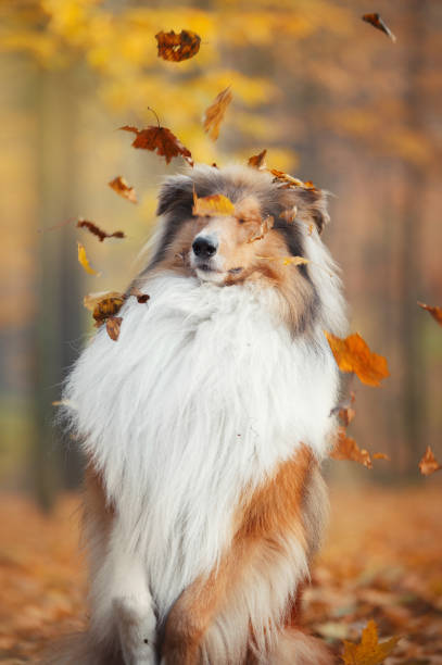 istock Collie dog sitting with closed eyes under a leaf fall in an autumn park 1031639412