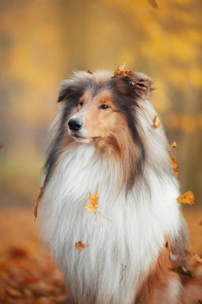 istock Collie dog sitting under a leaf fall in an autumn park 1031639440