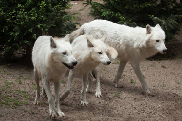 lupo artico (canis lupus arctos) - ellesmere island foto e immagini stock