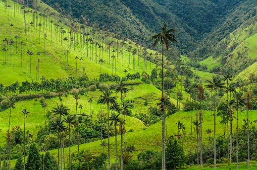 Un mar de árboles de Palma de cera alto punteado en las verdes colinas del Valle de Cocora en Salento, Antioquia, Colombia. photo