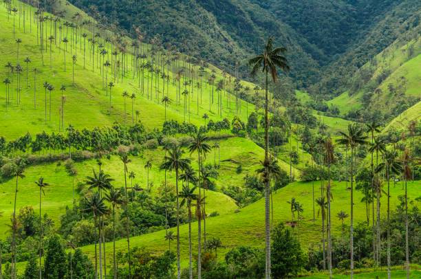 море высоких восковых пальм, усеянных пышными зелеными холмами долины кокора в саленто, антиокия, колумбия. - colombia стоковые фото и изображения