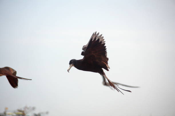 istock Flock of frigatebirds in silhouette 1031646486