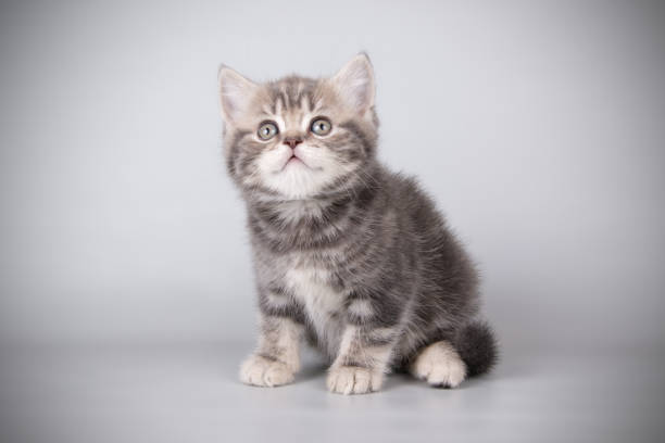 istock scottish straight shorthair cat 1031647160