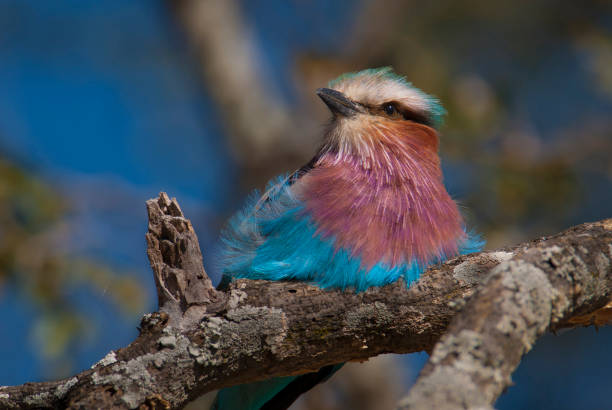 istock Coracias caudatus 1031650058