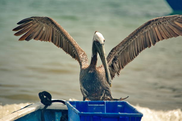 istock Pelican raiding a boat 1031655528