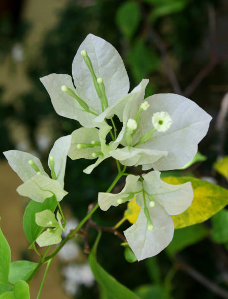 istock white bougainvillea flower 1031659078