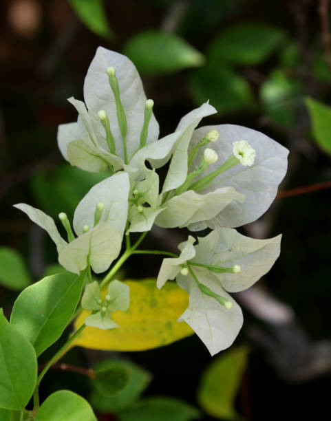 istock white bougainvillea flower 1031659114