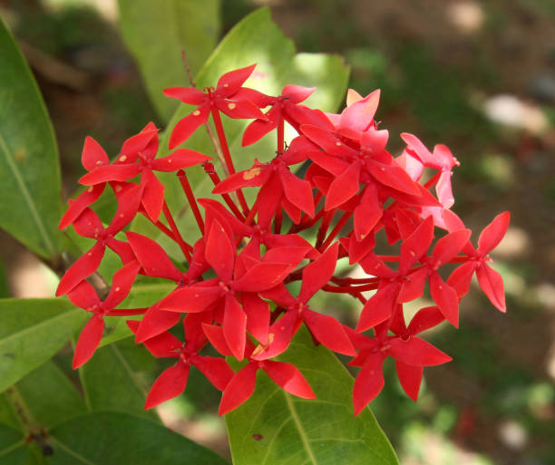 istock flame of the woods flower 1031659152