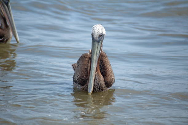istock Pelican in shallow water 1031663940