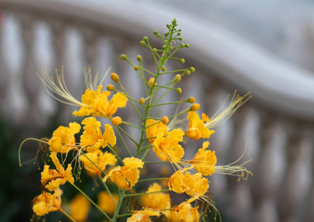istock MEXICAN BIRD OF PARADISE 1031668932