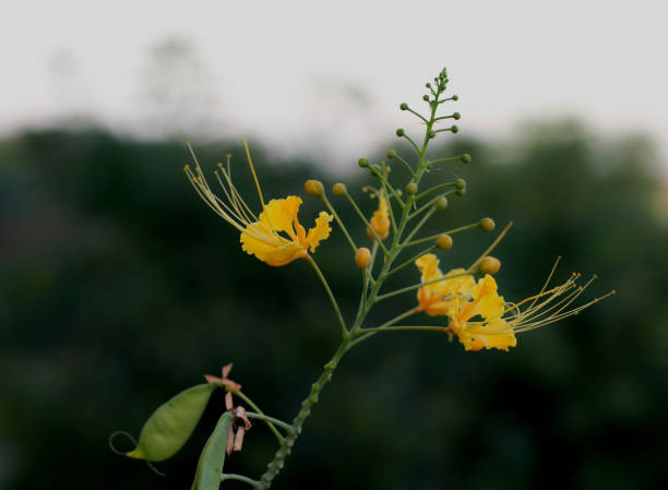 istock MEXICAN BIRD OF PARADISE 1031669410