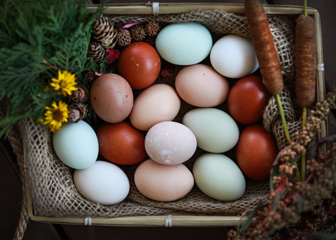 colourful eggs laid by hens