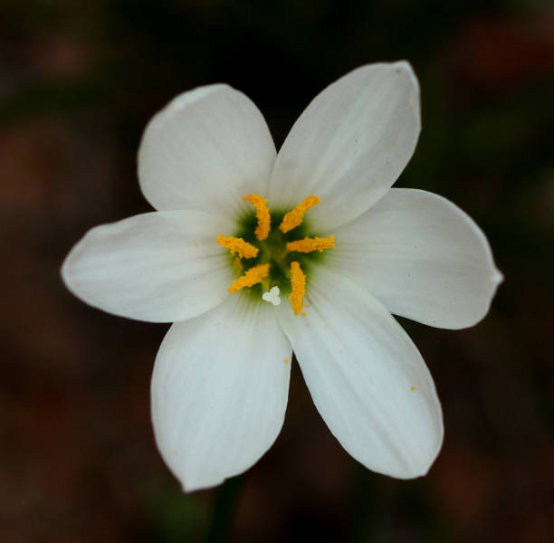 istock white flower with yellow center 1031672942