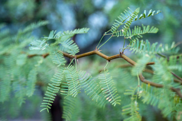 モハーベ砂漠で成長メスキート ツリー - mesquite tree ストックフォトと画像