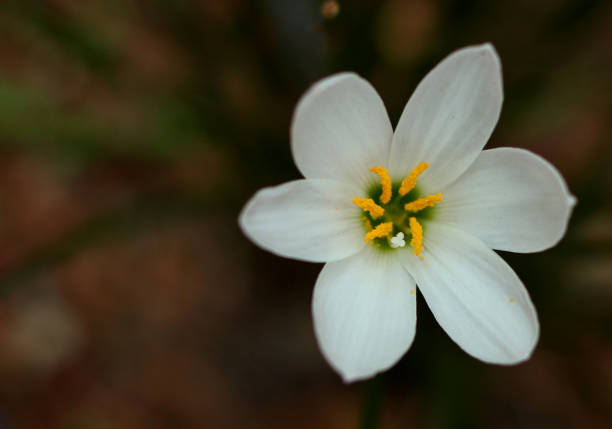 istock white flower with yellow center 1031679828