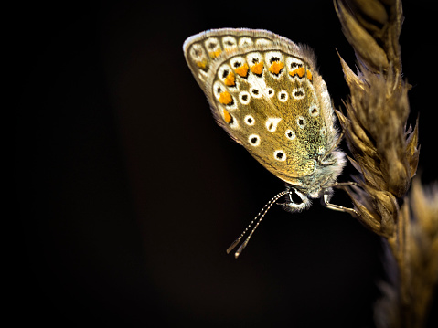 Common blue butterfly sleeping at night