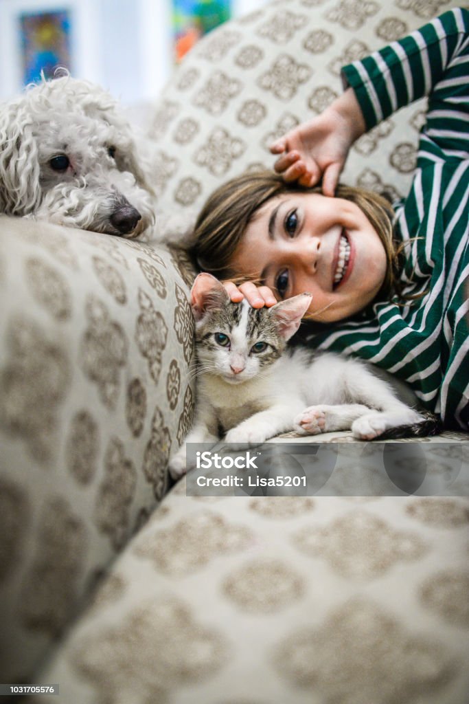 Kitten and Kid Adorable little girl, 5 years old, cuddles with a cute young kitten. A white dog peeks over the side of the chair, checking out the new arrival, new pet, jealousy maybe, a cat and dog rivalry .  Indoors, casual and candid, pets and kids and cats and dogs at home Domestic Cat Stock Photo