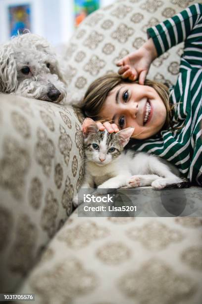 Kitten And Kid Stock Photo - Download Image Now - Domestic Cat, Dog, Child
