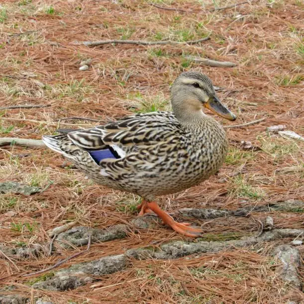Duck walking on pine needles.