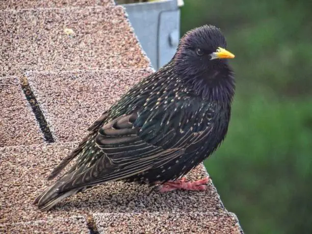 Starling resting on rooftop.