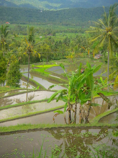 istock Green Rice field with water in Asia 1031712464