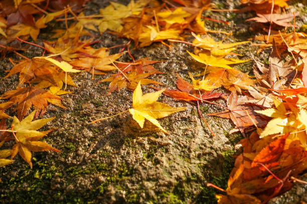 Fallen leaves on the stone pavement