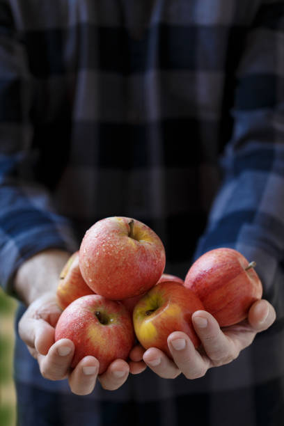 Man holding red ripe apples Man holding red ripe apples in hands autumn harvest vertical deep pick stock pictures, royalty-free photos & images